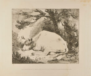 Cow Seated (with head down)