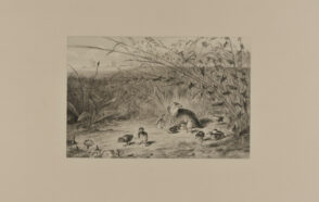 Quail and her Chicks