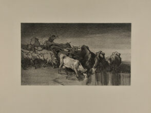 Vaches conduites à l’abreuvoir