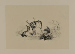 Cerfs et biches