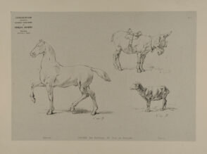 Horse, mule and saddle, lamb