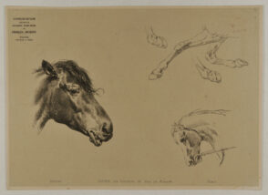 Horse head and hooves