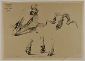 Animal skulls and hooves