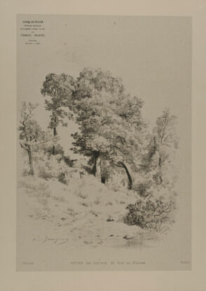 Grove of trees in the woods