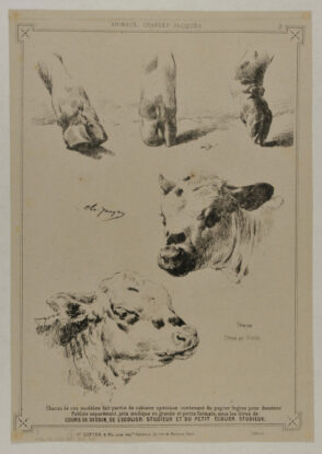 Three hooves and two cow heads