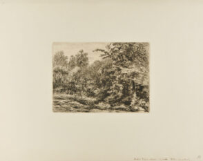 Une Haie dans un bois