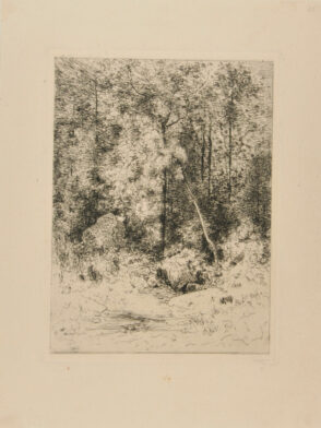 Intérieur de forêt