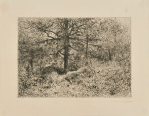 Intérieur de forêt