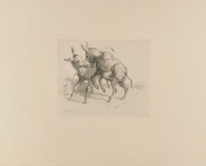 Two Donkeys Fighting