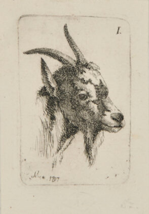 Head of a Goat