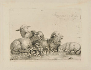 Group of Four Resting Sheep