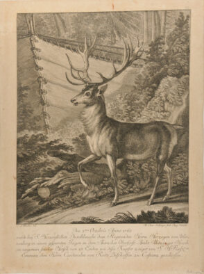 Stag Standing by a Deer Trap