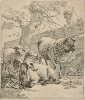 Lying Ram at Center, Flanked by Standing Sheep at Left and Right, in Front of Wooden Fence