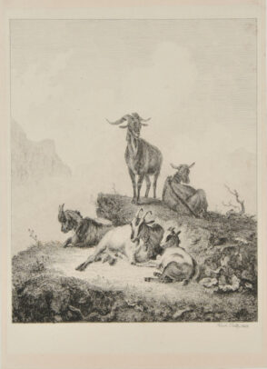 Goats in the Alps