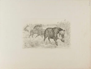 Four Wild Boars