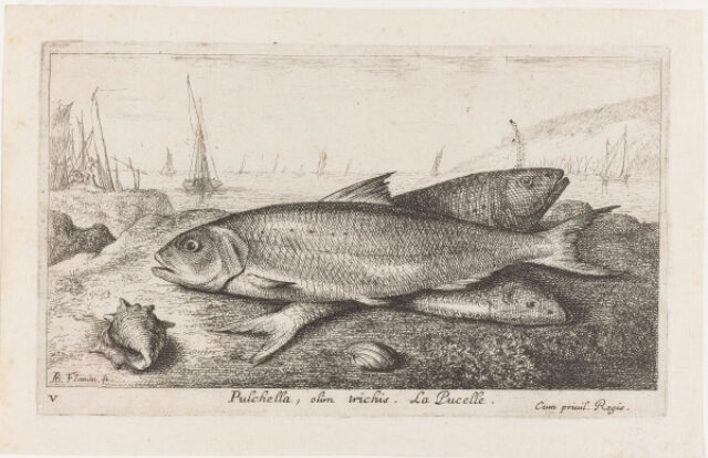 Pulchella, olim trichis. La Pucelle