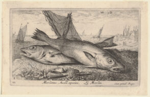 Merlanus. Aselli species, Le Merlan