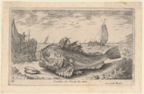 Cuculus. Le Coccu de mer