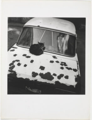 St. Petersburg (Cat on Car)