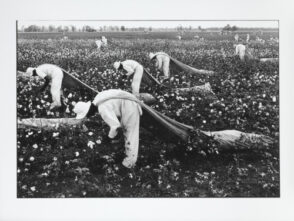 Cotton pickers, Ferguson