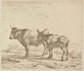 The Ox and the Donkey