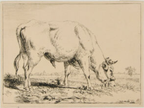 Ox Grazing, Turned to Right