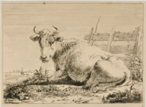 Cow Lying by Fence, Turned to Left