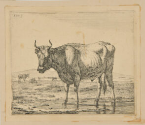 The Ox Standing in the Water