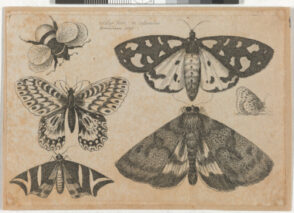 Three Moths, Two Butterflies and a Bumble Bee