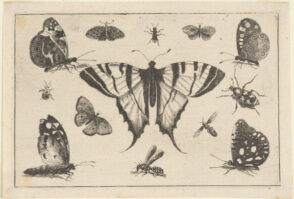 Swallow-Tailed Butterfly and Twelve Other Insects