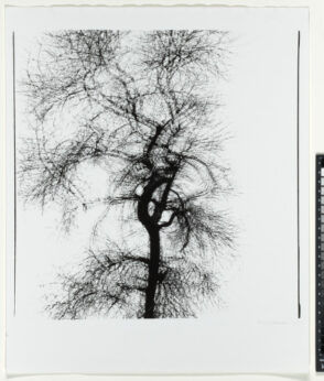 Multiple Exposure Tree, Chicago