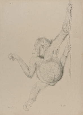 Orangutan Hanging from Vine