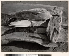 Navarro River, California