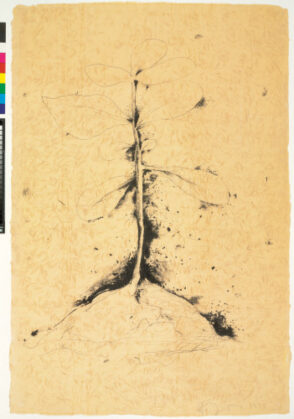 From the series “Lithographs of the Sculpture: The Plant Becomes a Fan”