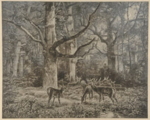 Deer in the Woods