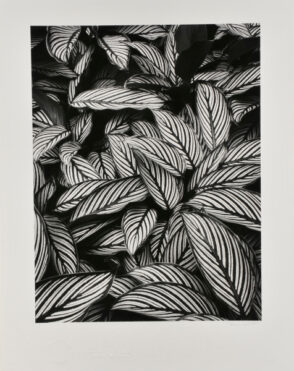 Calathea Vittata, Oahu