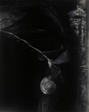 Romantic Still Life 1