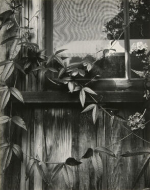 Wildcat Hill Window and Vines