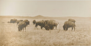 Buffalo Grazing in the Big Open