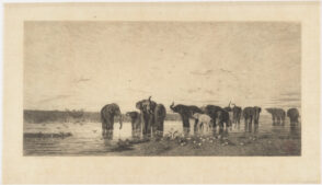 Elephants d’Afrique